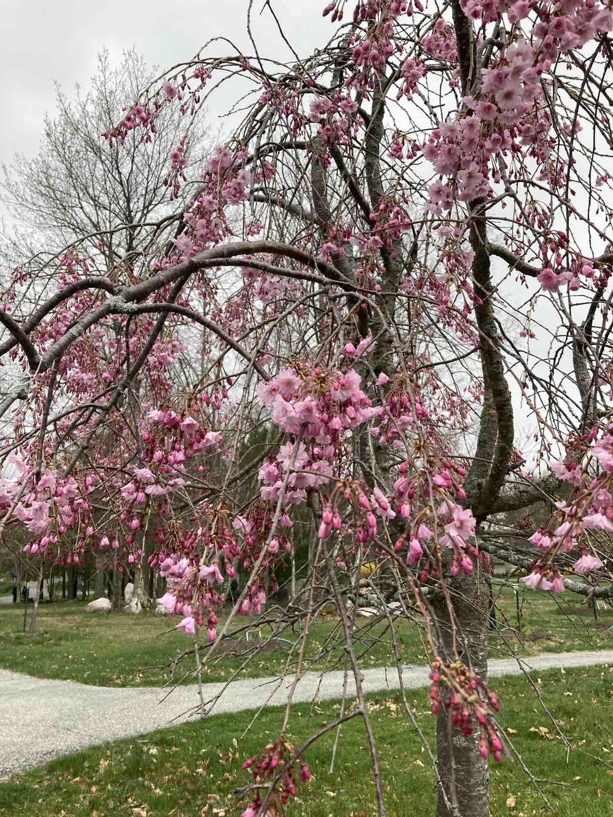 The Gift of Smile – DHN